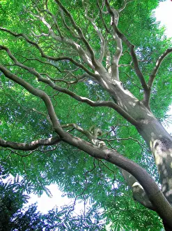 Heaven: Tree of Heaven