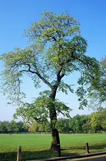 Heaven: Tree of Heaven