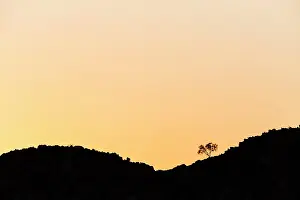 Sesriem: Tree on hill on the horizon, Sesriem, Namibia, Africa