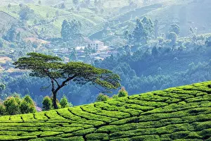 Plantations: Tree on hill with tea plantations, Munnar, Kerala