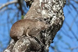 Arboreus: Tree Hyrax