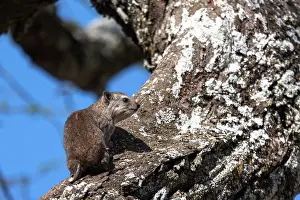Arboreus: Tree Hyrax