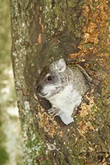Arboreus: Tree Hyrax