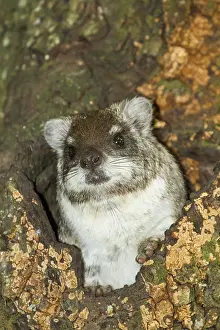 Arboreus: Tree Hyrax