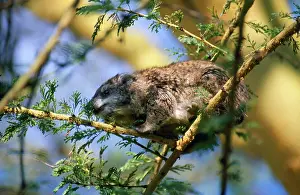Arboreus: TREE HYRAX - ON BRANCH