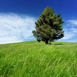 Dome: Tree isolated in a landscape, Puy de Dome department