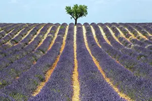 Valensole: Tree in a lavender field, flowering true lavende