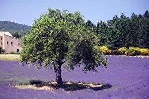 Lavender: Tree in lavender field near Aurel, France, Tree