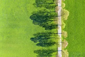 Foothills: Tree-lined avenue with shade, Benediktbeuern, Tolzer-Land