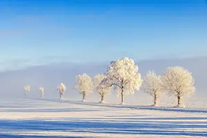 Lane: Tree lined country road with hoarfrost and fog in