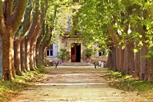 Leafy: Tree-lined drive to villa near Saint Remy
