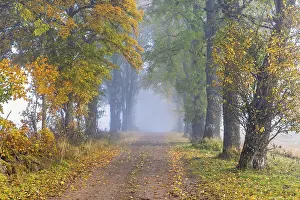 Roads: Tree Lined gravel road with mist and autumn colours on the trees in the countryside a autumn day