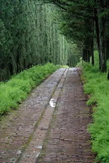 Abbey: Tree lined lane, Abbey of Monte Oliveto
