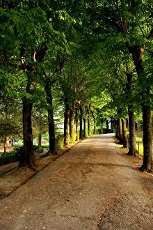 Avenue: Tree-lined pathway in Montepulciano, Tuscany