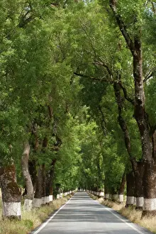 Castelo: Tree-lined road near Castelo de Vide, Alto