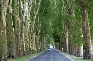 Champagne: Tree lined road near the commune of Damery