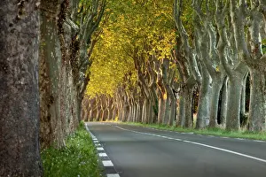 Leafy: Tree lined road near Saint Remy de-Provence
