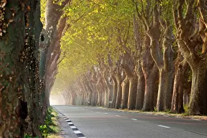 Leafy: Tree lined road near Saint Remy de-Provence