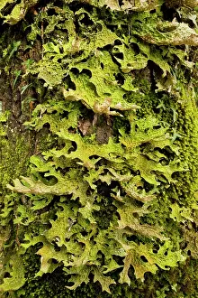 Grows: Tree Lungwort - pollution sensitive lichen that