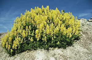 Lupines: Tree Lupin