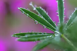 Campion: Tree Lupin - Dew Drops - Red Campion Beyond - UK