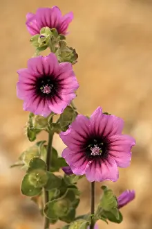 Mallows: Tree-mallow