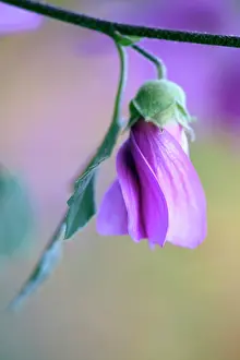 Mallow: Tree mallow