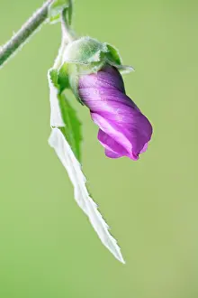 Mallow: Tree mallow, Lavatera x clementii Rosea, One unfurling