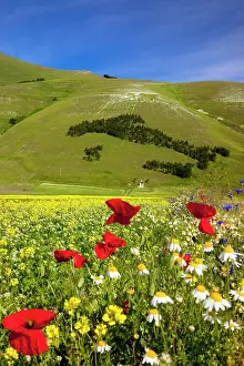 Piano: Tree map of, Italy and wildflowers in the