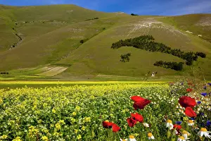 Piano: Tree map of, Italy and wildflowers in the