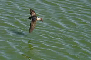 Nigricans: Tree Martin - In flight hawking insects