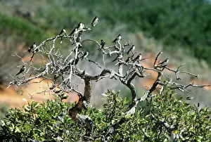 Nigricans: Tree Martins
