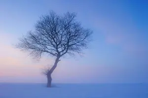 Hour: Tree in melancholic, winterly landscape, blue hour
