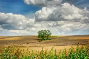Weed: Tree in the middle of a plowed field