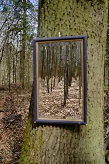 Mirror: Tree with mirror in the forest, Lower Rhine, Nor