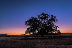 Sergio Arias: Tree with the moon and planets Jupiter and Venus at sunset