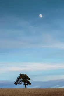 Cuenca: Tree with moon at sunset Cuenca, Castilla La Mancha, Spain