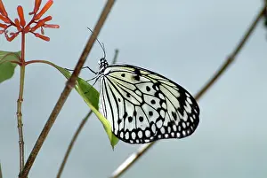 Leuconoe: Tree Nymph Butterfly