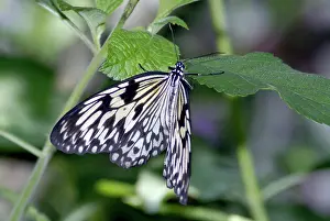 Leuconoe: Tree Nymph Butterfly