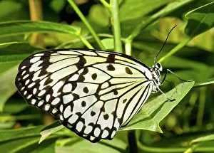Leuconoe: Tree Nymph Butterfly