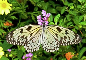 Paper: Tree Nymph Butterfly