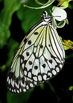 Paper: Tree Nymph Butterfly