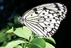 Idea: Tree Nymph BUTTERFLY - Japan's largest butterfly