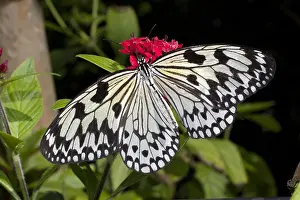 Paper: Tree Nymph Butterfly, Rice Paper Butterfly, Paper