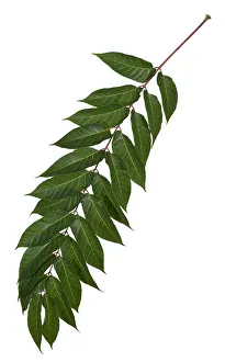 Heaven: Tree-of-heaven - leaf