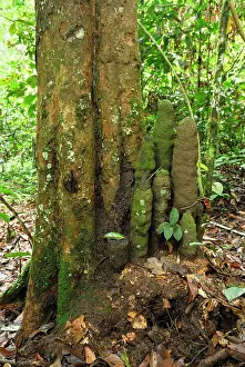 Phallus: Tree with Phallus Termite