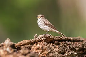 Anthus: Tree Pipit