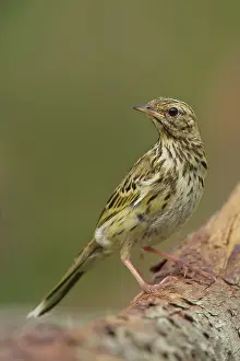 Anthus: Tree Pipit