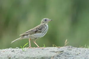 Anthus: Tree Pipit