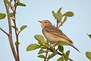 Anthus: Tree Pipit